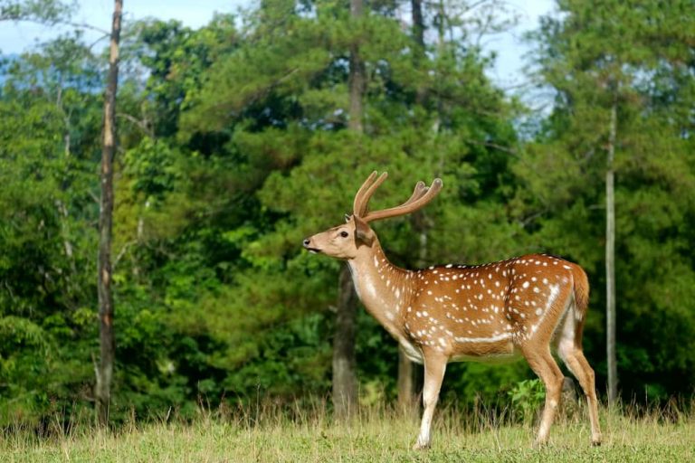 Tempat Eksotis Di Indonesia Ini Cocok untuk Belajar Wildlife Photography