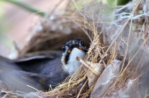 Suka Mengamati Hewan Liar Seperti Burung, Anda Harus Mengenal Tehnik Berikut