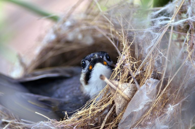 Suka Mengamati Hewan Liar Seperti Burung? Anda Harus Mengenal Tehnik Berikut