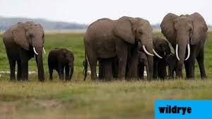 Algoritma Untuk Memantau Populasi Gajah