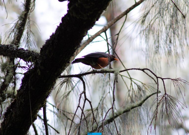 Kiprah Birdwatcher, Tak Hanya Mengamati Burung, Tapi Juga Konservasi