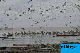 Pengamatan Burung Migran Di Pantai Cemara