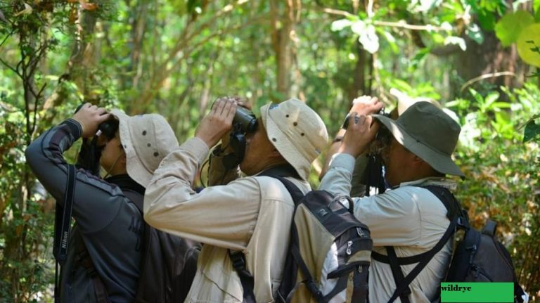 Birding, Birdwatching, Pengamatan Burung: Pekerjaan Macam Apa Itu?