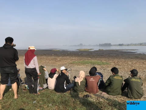 Cinta Mahasiswa untuk Burung Migran di Muara Kali Progo, Yogyakarta