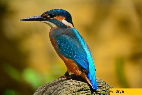 Cara Mudah Mengamati Burung dengan Burungnesia