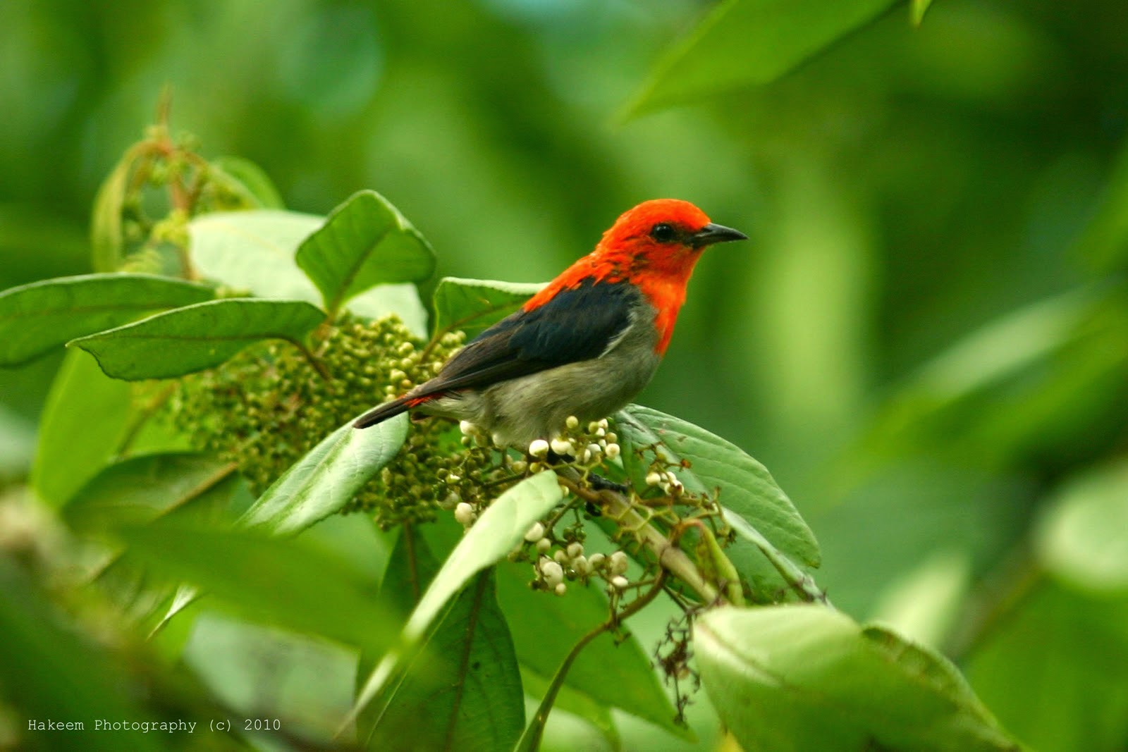 Yang Perlu Kalian Ketahui Tentang Hobi Birding