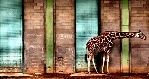 8 Tips Fotografi Kebun Binatang